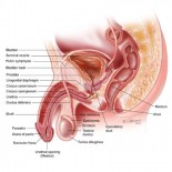 aparat uro-genital masculin aparat uro-genital masculin