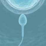 ovul-spermatozoid ovul-spermatozoid