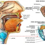 anatomie laringe