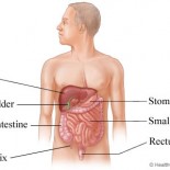 organe abdominale