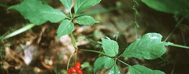 Ginseng-rosu