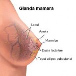 Glanda mamara Glanda mamara