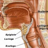 laringele