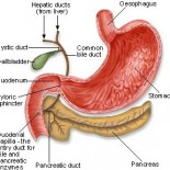 pancreas pancreas
