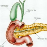 pancreas duoden pancreas duoden