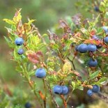 afinul fructe frunze