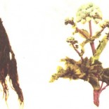 angelica planta medicinala