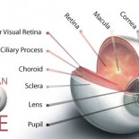 ochi anatomie