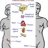 bolile endocrine bolile endocrine