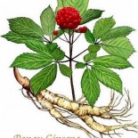 ginseng rosu ginseng rosu