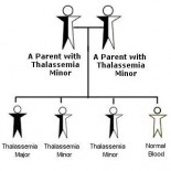 thalasemia