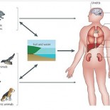 transmitere leptospiroza transmitere leptospiroza