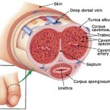 priapism - anatomie penis