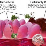 probiotice probiotice