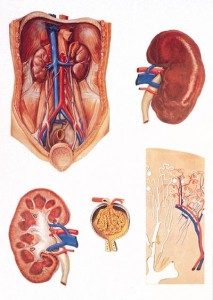 bolile de rinichi