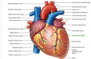 inima anatomie